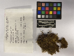  (Plagiochila porelloides - UBC-B-B105026)  @11 [ ] (by-nc) (2023) Unspecified University of British Columbia Herbarium