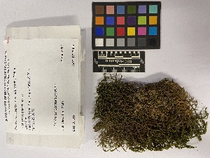  ( - UBC-B-B213005)  @11 [ ] (by-nc) (2023) Unspecified University of British Columbia Herbarium