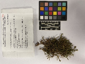  (Porella navicularis - UBC-B-B228834)  @11 [ ] (by-nc) (2023) Unspecified University of British Columbia Herbarium