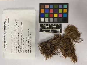  ( - UBC-B-B238174)  @11 [ ] (by-nc) (2023) Unspecified University of British Columbia Herbarium