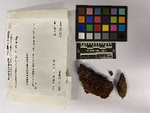  ( - UBC-B-B173865)  @11 [ ] (by-nc) (2023) Unspecified University of British Columbia Herbarium
