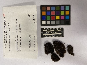  ( - UBC-B-B108416)  @11 [ ] (by-nc) (2023) Unspecified University of British Columbia Herbarium