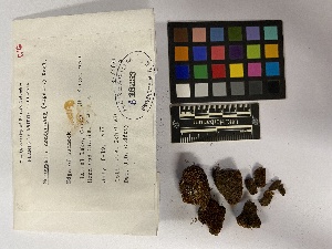 (Marsupella condensata - UBC-B-B18253)  @11 [ ] (by-nc) (2023) Unspecified University of British Columbia Herbarium