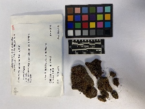  (Marsupella apiculata - UBC-B-B207405)  @11 [ ] (by-nc) (2023) Unspecified University of British Columbia Herbarium