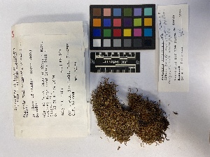  ( - UBC-B-B24975)  @11 [ ] (by-nc) (2023) Unspecified University of British Columbia Herbarium