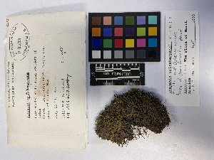  ( - UBC-B-B3533)  @11 [ ] (by-nc) (2023) Unspecified University of British Columbia Herbarium
