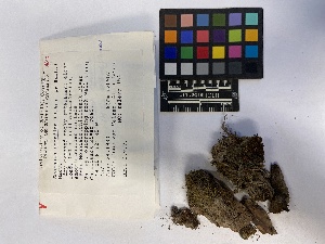  (Scapania scandica - UBC-B-B20957)  @11 [ ] (by-nc) (2023) Unspecified University of British Columbia Herbarium