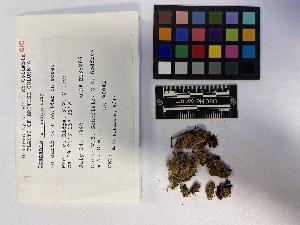  (Scapania - UBC-B-B138866)  @11 [ ] (by-nc) (2023) Unspecified University of British Columbia Herbarium