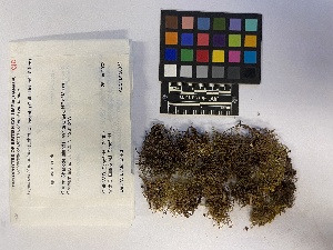  (Lepidozia filamentosa - UBC-B-B190332)  @11 [ ] (by-nc) (2023) Unspecified University of British Columbia Herbarium