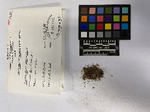  (Didymodon nicholsonii - UBC-B-B216108)  @11 [ ] (by-nc) (2023) Unspecified University of British Columbia Herbarium
