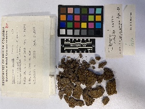  ( - UBC-B-B16667)  @11 [ ] (by-nc) (2023) Unspecified University of British Columbia Herbarium
