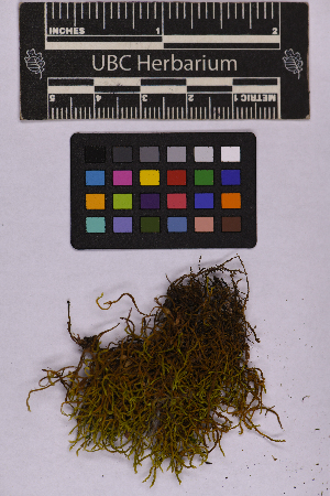  (Triquetrella - UBC-B-B262454)  @11 [ ] (by-nc) (2025) Unspecified University of British Columbia Herbarium