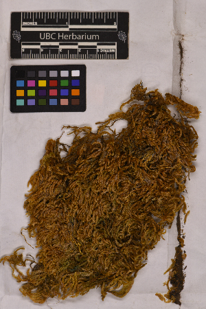  (Scleropodium - UBC-B-B110468)  @11 [ ] (by-nc) (2025) Unspecified University of British Columbia Herbarium