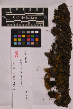  ( - UBC-B-B138650)  @11 [ ] (by-nc) (2025) Unspecified University of British Columbia Herbarium