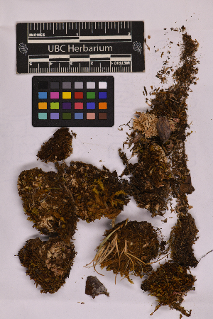  ( - UBC-B-B139266)  @11 [ ] (by-nc) (2025) Unspecified University of British Columbia Herbarium