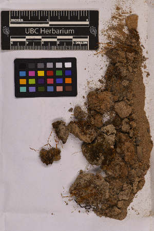  (Tortula bolanderi - UBC-B-B150409)  @11 [ ] (by-nc) (2025) Unspecified University of British Columbia Herbarium