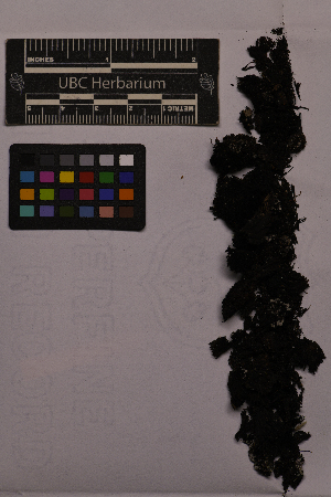  ( - UBC-B-B181946)  @11 [ ] (by-nc) (2025) Unspecified University of British Columbia Herbarium