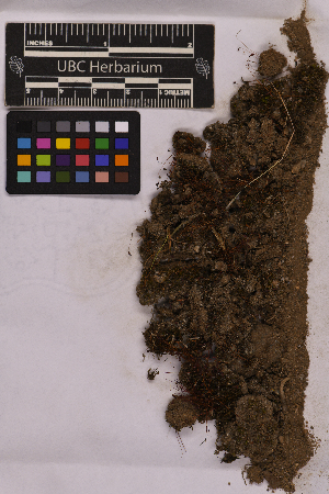  ( - UBC-B-B195286)  @11 [ ] (by-nc) (2025) Unspecified University of British Columbia Herbarium