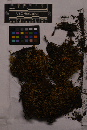  ( - UBC-B-B195420)  @11 [ ] (by-nc) (2025) Unspecified University of British Columbia Herbarium