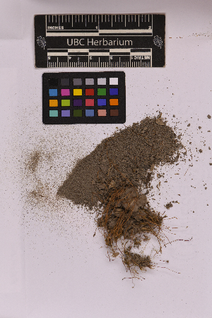  ( - UBC-B-B202387)  @11 [ ] (by-nc) (2025) Unspecified University of British Columbia Herbarium