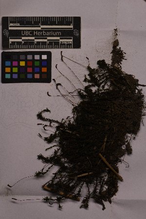  ( - UBC-B-B202686)  @11 [ ] (by-nc) (2025) Unspecified University of British Columbia Herbarium