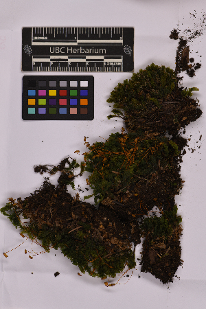  ( - UBC-B-B212165)  @11 [ ] (by-nc) (2025) Unspecified University of British Columbia Herbarium
