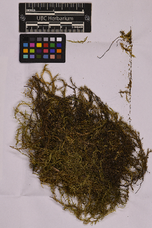  ( - UBC-B-B212803)  @11 [ ] (by-nc) (2025) Unspecified University of British Columbia Herbarium