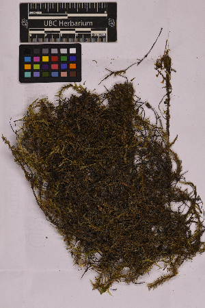  ( - UBC-B-B212804)  @11 [ ] (by-nc) (2025) Unspecified University of British Columbia Herbarium