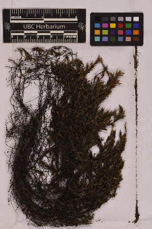  ( - UBC-B-B212855)  @11 [ ] (by-nc) (2025) Unspecified University of British Columbia Herbarium