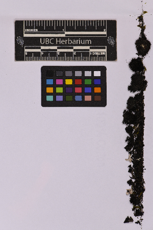  ( - UBC-B-B212984)  @11 [ ] (by-nc) (2025) Unspecified University of British Columbia Herbarium