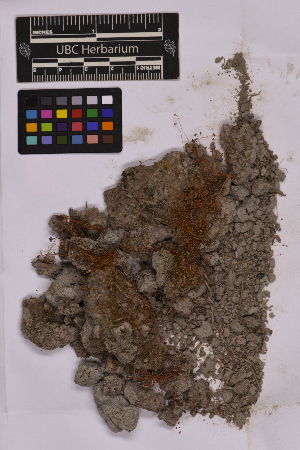  ( - UBC-B-B213343)  @11 [ ] (by-nc) (2025) Unspecified University of British Columbia Herbarium