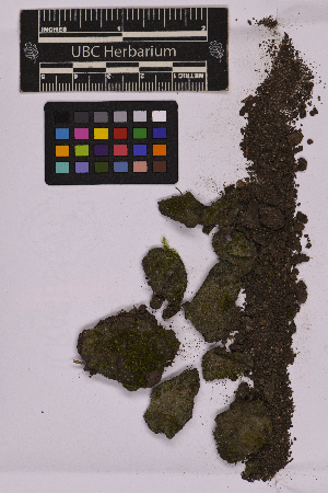  ( - UBC-B-B215573)  @11 [ ] (by-nc) (2025) Unspecified University of British Columbia Herbarium