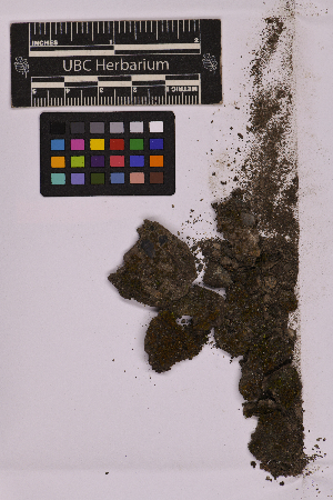  (Hennediella stanfordensis - UBC-B-B215575)  @11 [ ] (by-nc) (2025) Unspecified University of British Columbia Herbarium