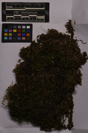  ( - UBC-B-B216515)  @11 [ ] (by-nc) (2025) Unspecified University of British Columbia Herbarium
