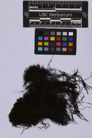  ( - UBC-B-B218140)  @11 [ ] (by-nc) (2025) Unspecified University of British Columbia Herbarium