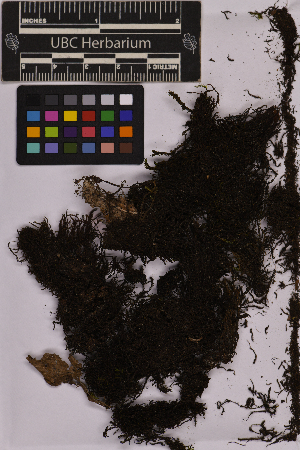  ( - UBC-B-B225382)  @11 [ ] (by-nc) (2025) Unspecified University of British Columbia Herbarium
