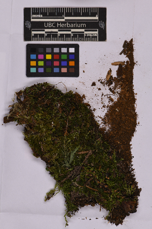  ( - UBC-B-B225783)  @11 [ ] (by-nc) (2025) Unspecified University of British Columbia Herbarium