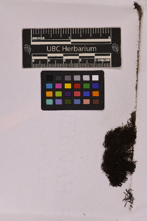  ( - UBC-B-B226887)  @11 [ ] (by-nc) (2025) Unspecified University of British Columbia Herbarium