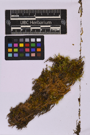  ( - UBC-B-B228510)  @11 [ ] (by-nc) (2025) Unspecified University of British Columbia Herbarium