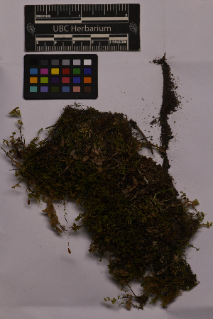  ( - UBC-B-B228721)  @11 [ ] (by-nc) (2025) Unspecified University of British Columbia Herbarium
