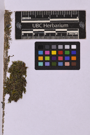  ( - UBC-B-B239139)  @11 [ ] (by-nc) (2025) Unspecified University of British Columbia Herbarium