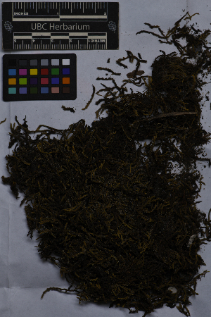  ( - UBC-B-B229125)  @11 [ ] (by-nc) (2025) Unspecified University of British Columbia Herbarium
