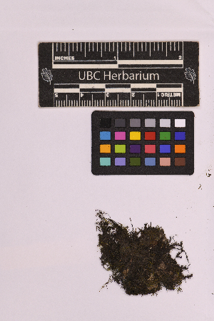  ( - UBC-B-B230901)  @11 [ ] (by-nc) (2025) Unspecified University of British Columbia Herbarium