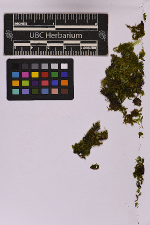  ( - UBC-B-B231467)  @11 [ ] (by-nc) (2025) Unspecified University of British Columbia Herbarium