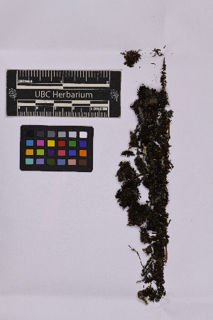  ( - UBC-B-B235784)  @11 [ ] (by-nc) (2025) Unspecified University of British Columbia Herbarium
