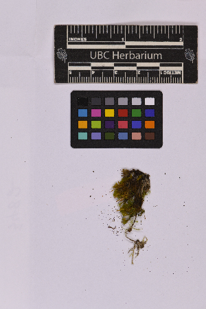  ( - UBC-B-B235745)  @11 [ ] (by-nc) (2025) Unspecified University of British Columbia Herbarium