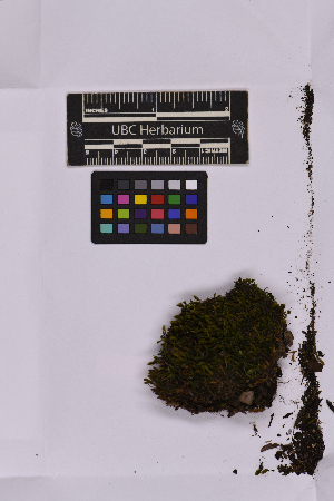  ( - UBC-B-B236054)  @11 [ ] (by-nc) (2025) Unspecified University of British Columbia Herbarium