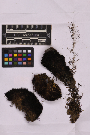  ( - UBC-B-B228719)  @11 [ ] (by-nc) (2025) Unspecified University of British Columbia Herbarium