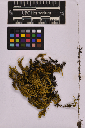  ( - UBC-B-B237674)  @11 [ ] (by-nc) (2025) Unspecified University of British Columbia Herbarium