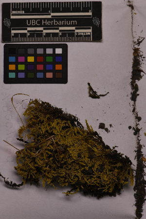  ( - UBC-B-B237727)  @11 [ ] (by-nc) (2025) Unspecified University of British Columbia Herbarium
